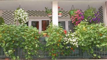 Maisons fleuries