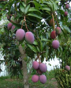 Mango tree