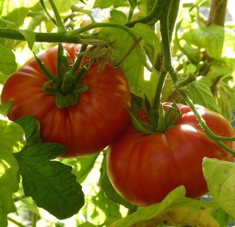 Tomates02-min
