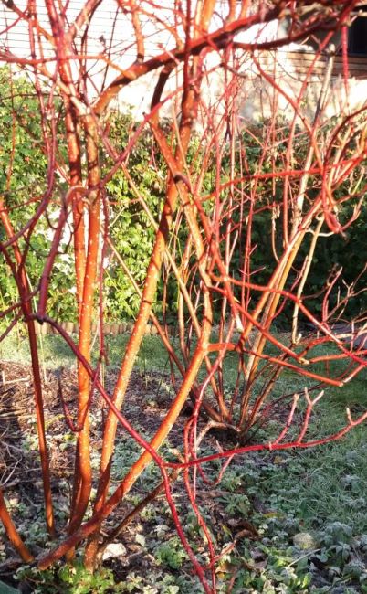 CORNUS alba 'Argenteomarginata'