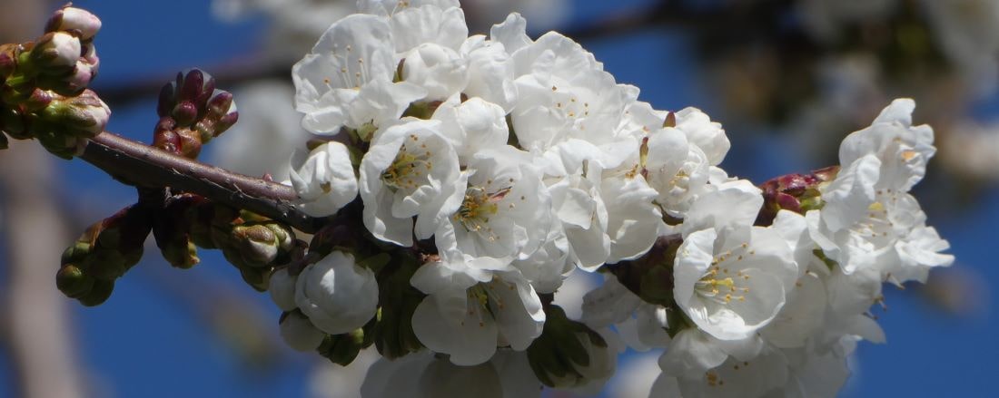 Cerisier en fleur01-min