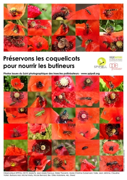 SPIPOLL-2021-Preservons-les-coquelicots-min
