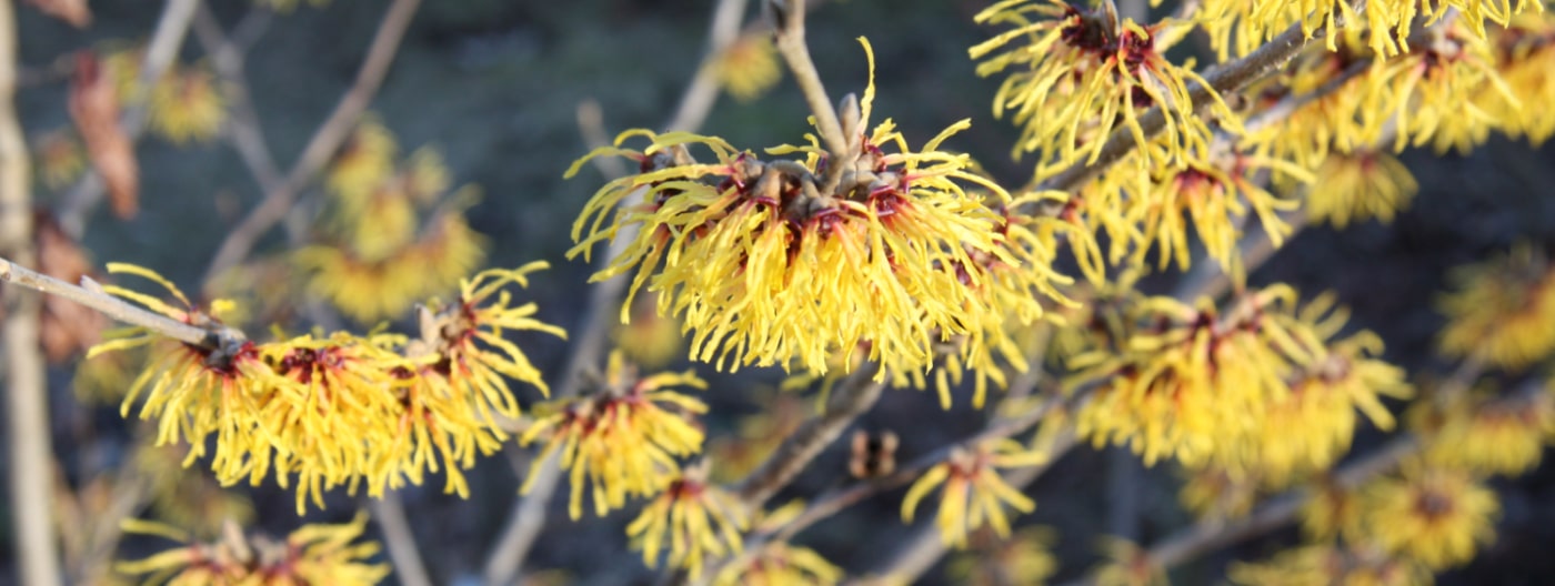 Hamamelis 4b-min