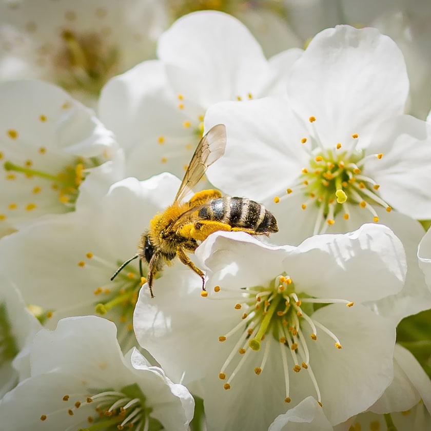 Pollinisation-min