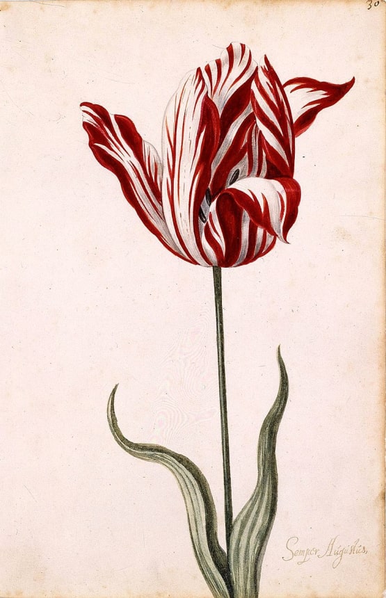 Semper_Augustus_Tulip_17th_century-min