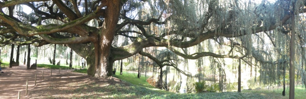 Arboretum de la Vallée-aux- Loups - le Cèdre Bleu Pleureur de l'Atlas