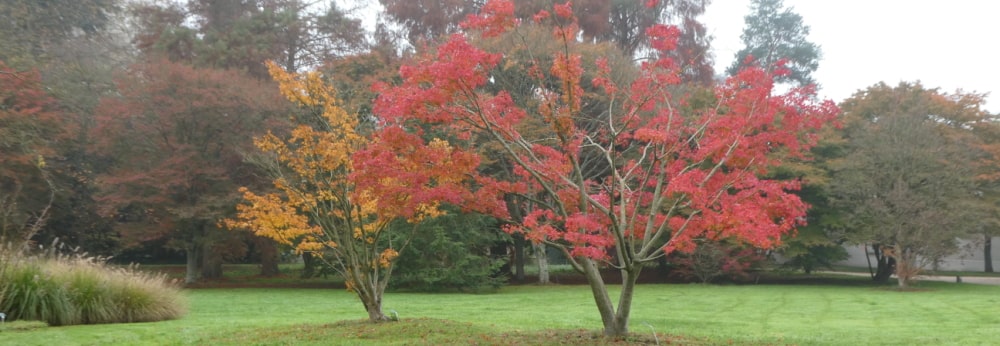 20221114 Arboretum vallée aux loups 01b-min