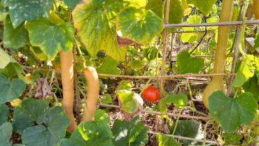 Création d’un potager bio