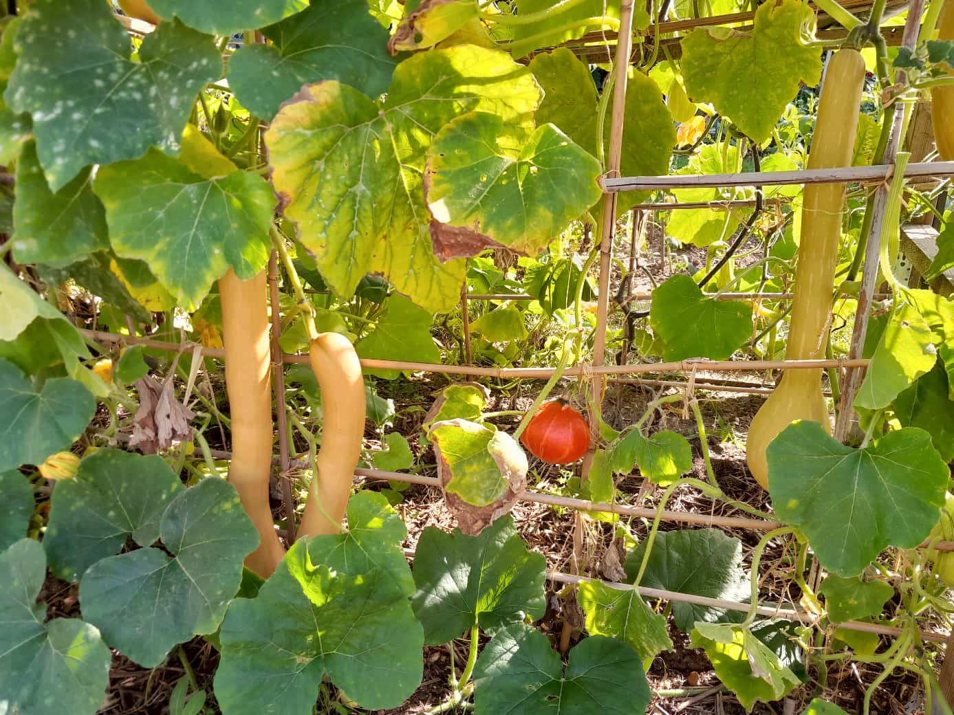 Création d’un potager bio