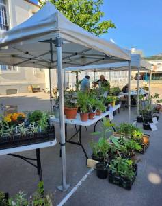 10 mai 2025 - Fête de la biodiversité - A l'entrée du jardin école de la SRHC