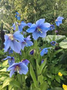 Pavot bleu de l’Himalaya (cliché MFA)