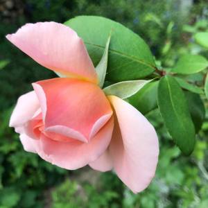 Albertine (cliché MFA)